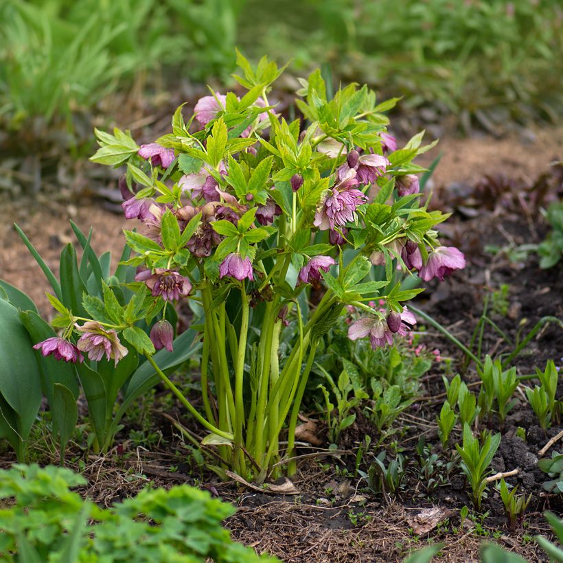 Helleborus torquatus Party Dress Hybriden - Elloboro (Porto)