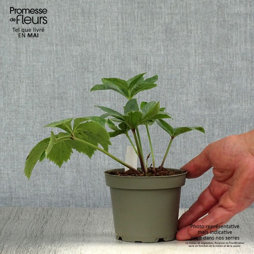 Helleborus torquatus - Elleboro Vaso da Ø 12 cm / 13 cm esemplare consegnato in primavera