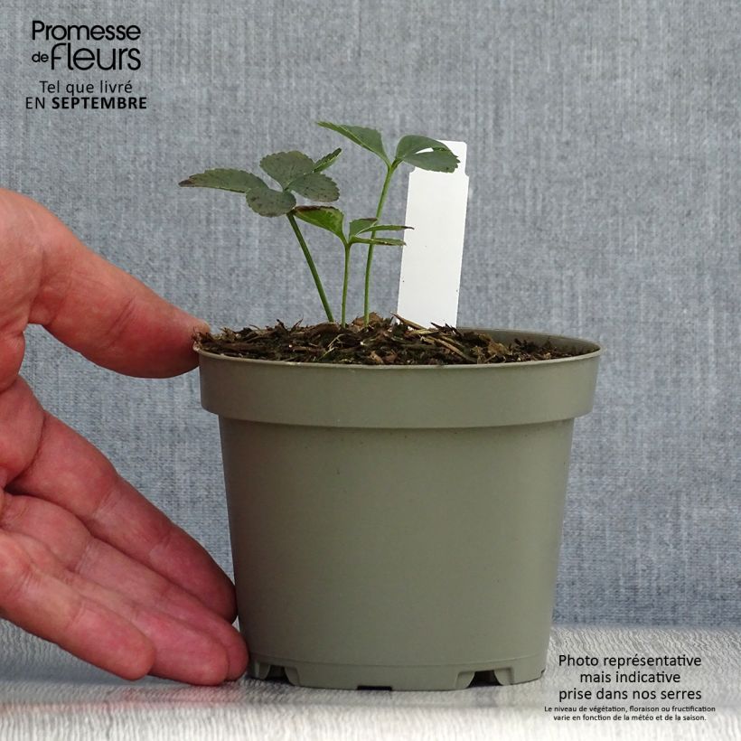 Esemplare di Helleborus torquatus - Elleboro Vaso da 1L/1,5L come consegnato in autunno