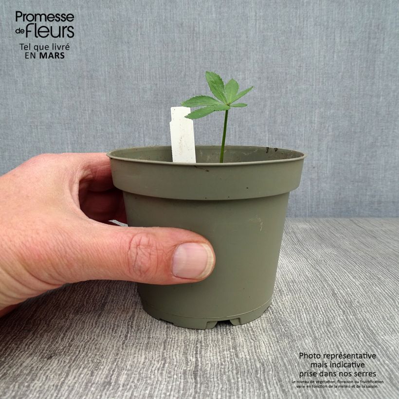 Helleborus torquatus - Elleboro Vaso da 1L/1,5L esemplare consegnato in primavera