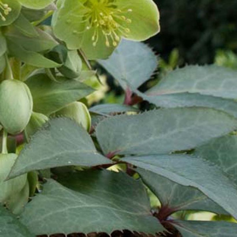 Helleborus sternii - Elleboro (Foliage)