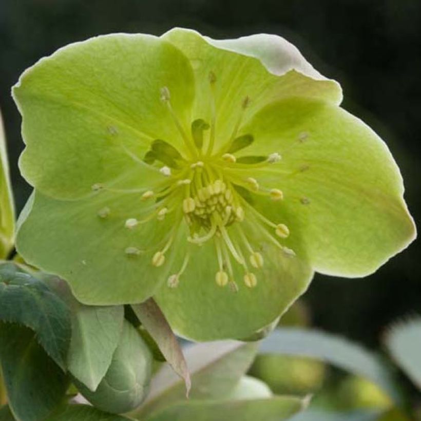 Helleborus sternii - Elleboro (Flowering)