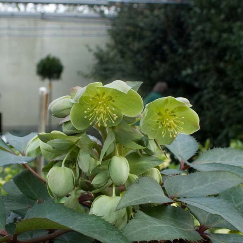 Helleborus sternii - Elleboro (Plant habit)