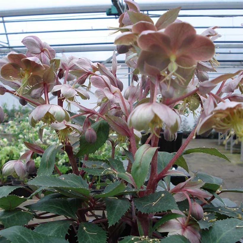 Helleborus sternii Boughton Beauty - Elleboro (Porto)