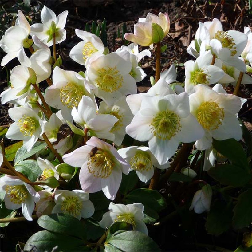 Helleborus niger (Flowering)
