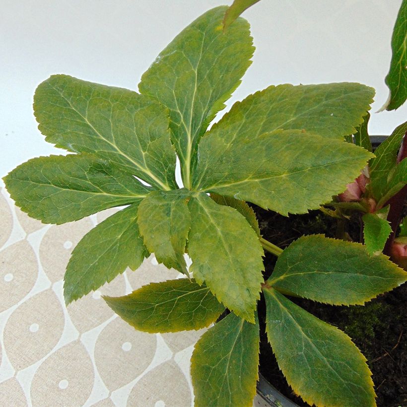 Helleborus Magic Apricot guttatus - Elleboro (Fogliame)