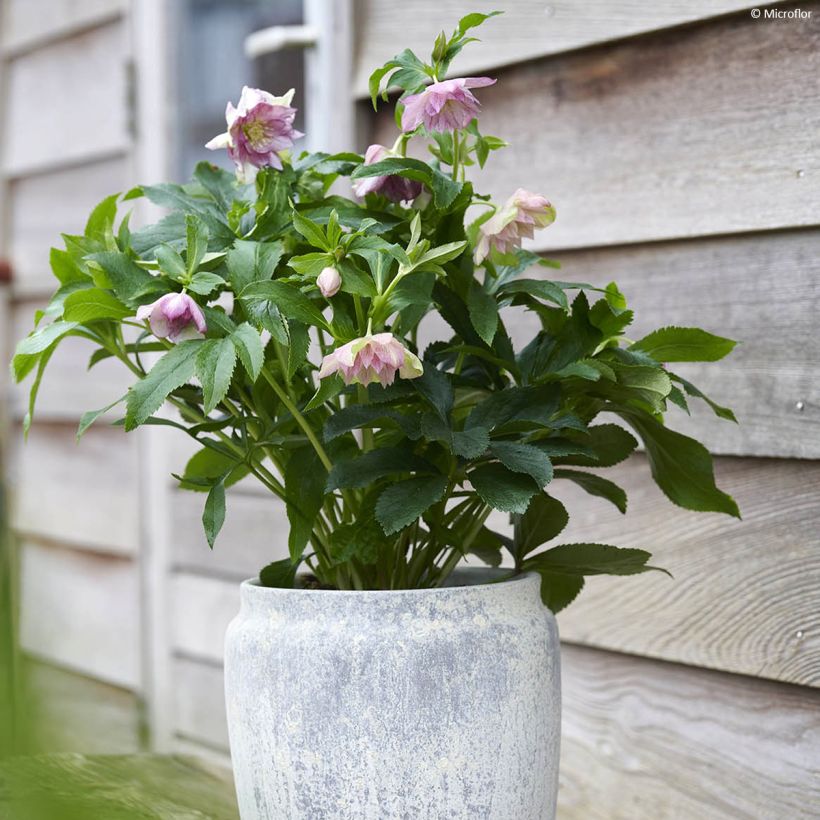 Helleborus ViV Alessia - Elleboro (Porto)