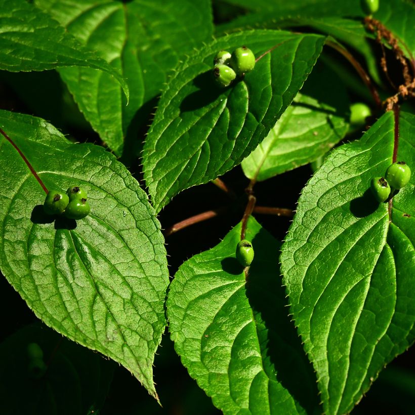 Helwingia japonica (Feminna) (Raccolta)