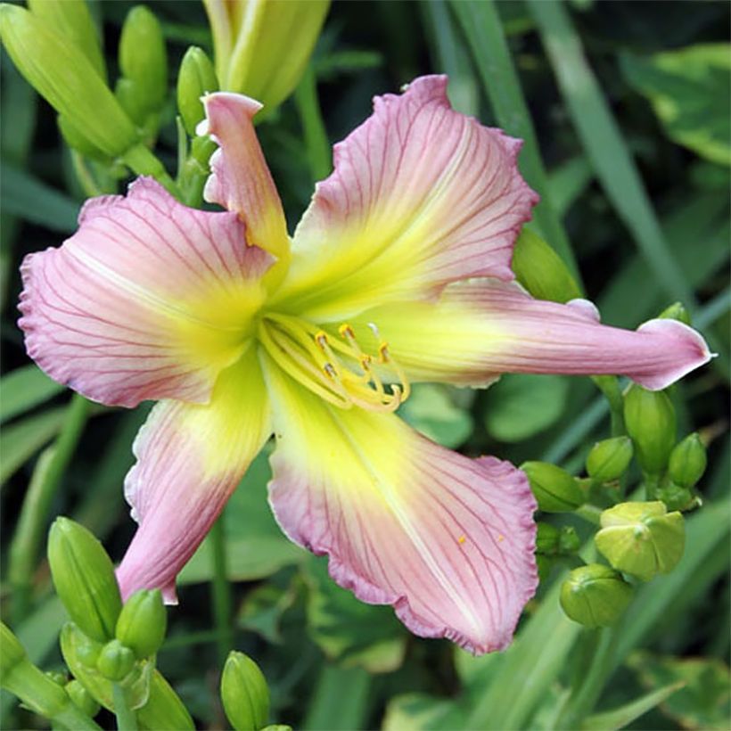 Hemerocallis Amerstone Amethyst Jewel - Emerocallide (Fioritura)