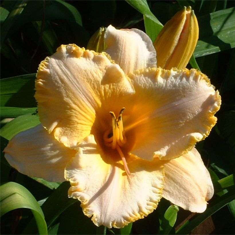 Hemerocallis Angelus Angel - Emerocallide (Fioritura)