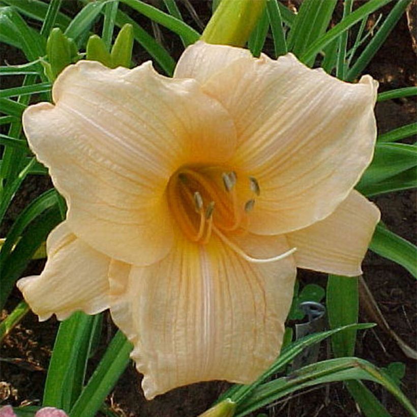 Hemerocallis Annie Welch - Emerocallide (Fioritura)