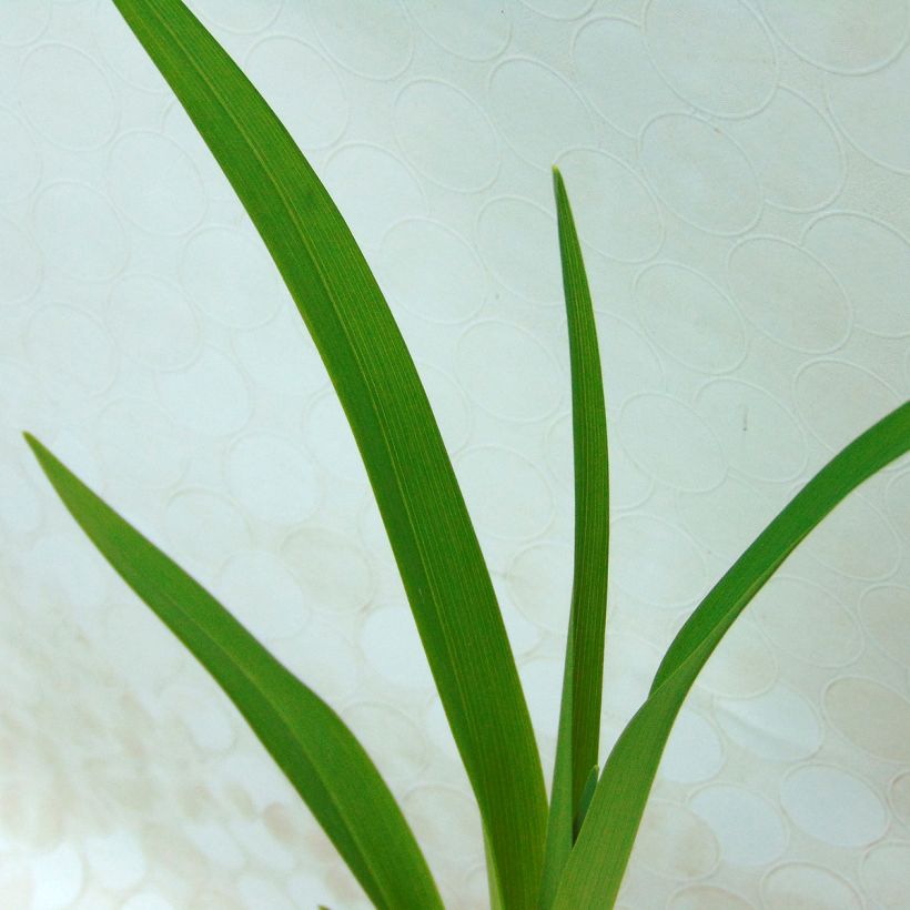 Hemerocallis Apricot Beauty - Emerocallide (Fogliame)