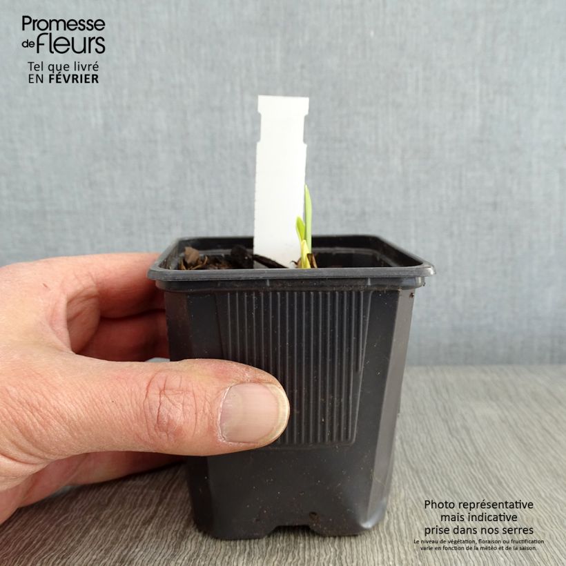 Hemerocallis Apricot Beauty - Emerocallide Vasetto da 8/9 cm esemplare consegnato in inverno