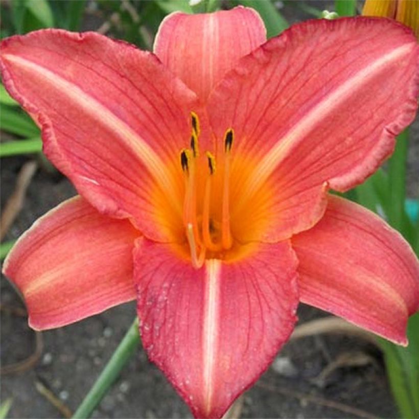Hemerocallis Art Festival - Emerocallide (Fioritura)