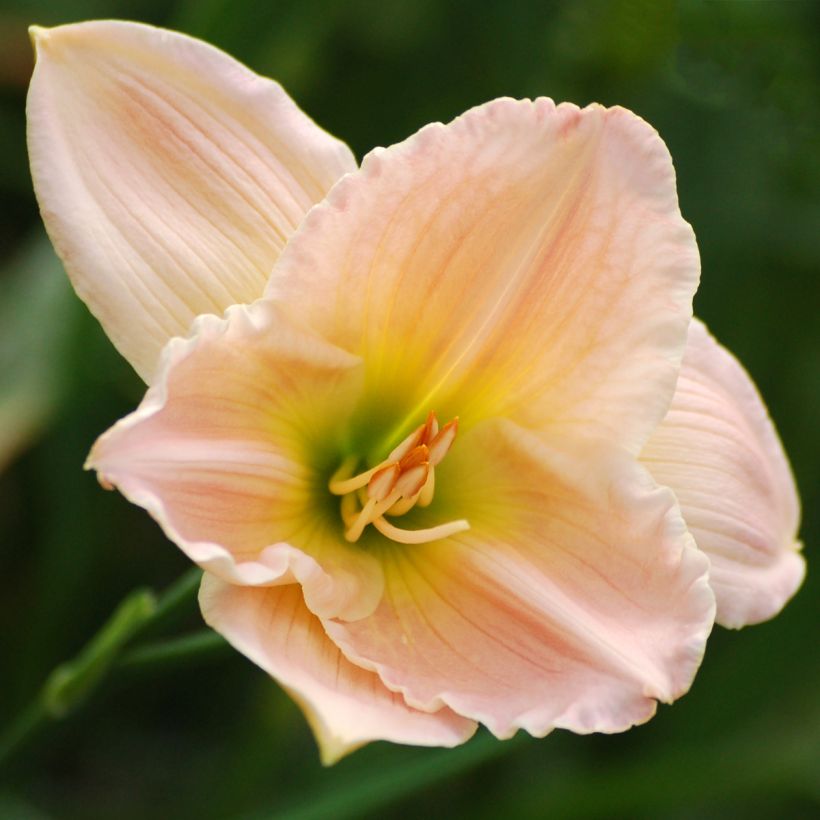 Hemerocallis Ava Michelle - Emerocallide (Fioritura)