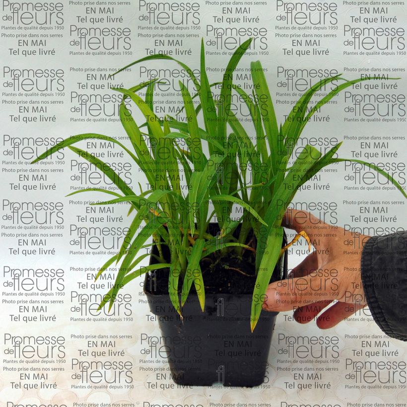 Esempio di esemplare Hemerocallis Baby Betsy - Emerocallide Vasetto da 8/9 cm come consegnato