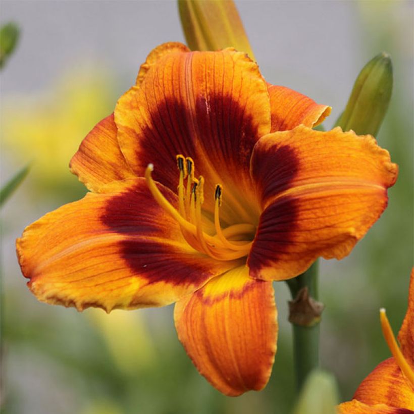 Hemerocallis Hemerocallis Bandit Man - Emerocallide (Fioritura)