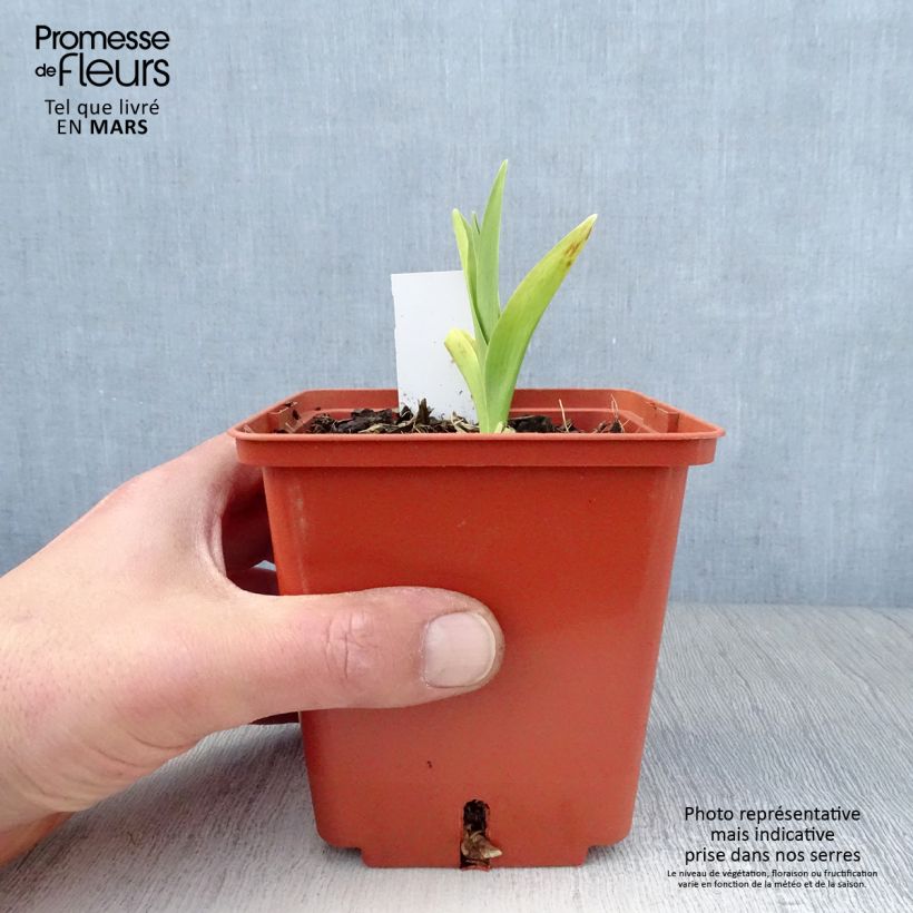 Hemerocallis Barbara Mitchell - Emerocallide Vaso da 1L/1,5L esemplare consegnato in primavera