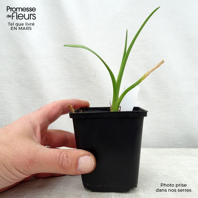 Example of Hemerocallis Bela Lugosi - Emerocallide Vaso da 1L/1,5L as you get in printemps