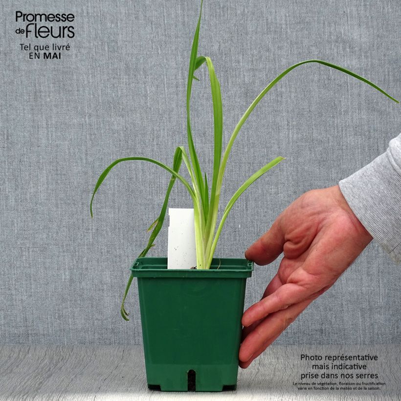 Hemerocallis Black Eyed Susan - Emerocallide Vaso da 1L/1,5L esemplare consegnato in primavera