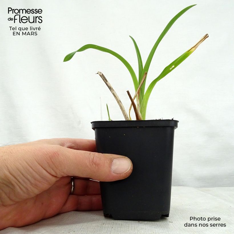 Example of Hemerocallis Black Prince - Emerocallide Vasetto da 8/9 cm as you get in printemps