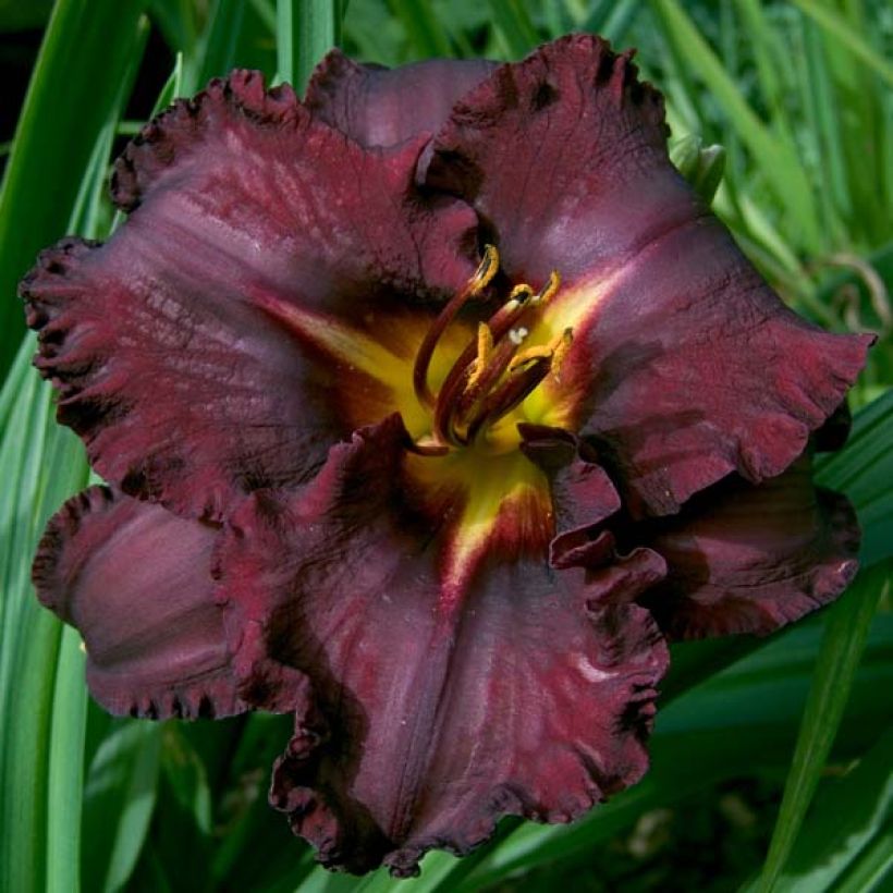Hemerocallis Black Stockings - Emerocallide (Fioritura)