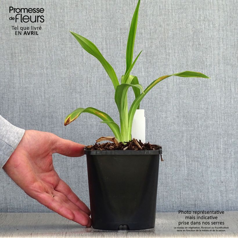 Hemerocallis Black Stockings - Emerocallide Vaso da 1L/1,5L esemplare consegnato in primavera