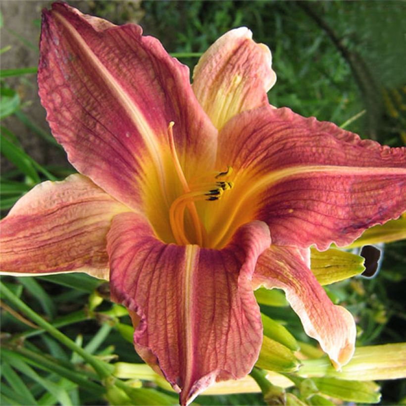 Hemerocallis Bold Ruler - Emerocallide (Fioritura)