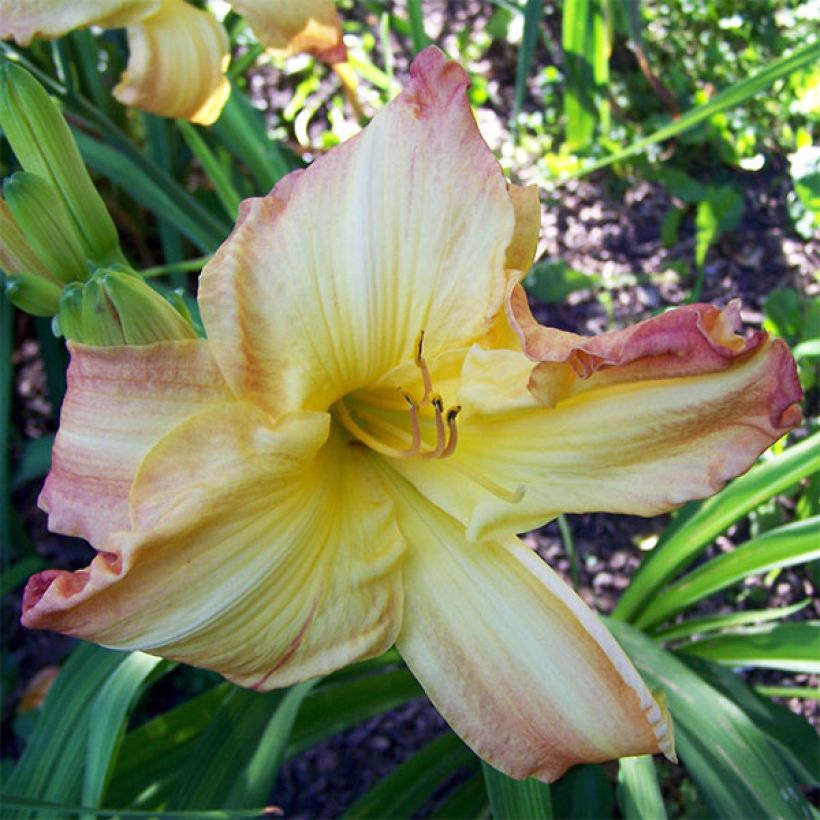 Hemerocallis Boom Town - Emerocallide (Fioritura)