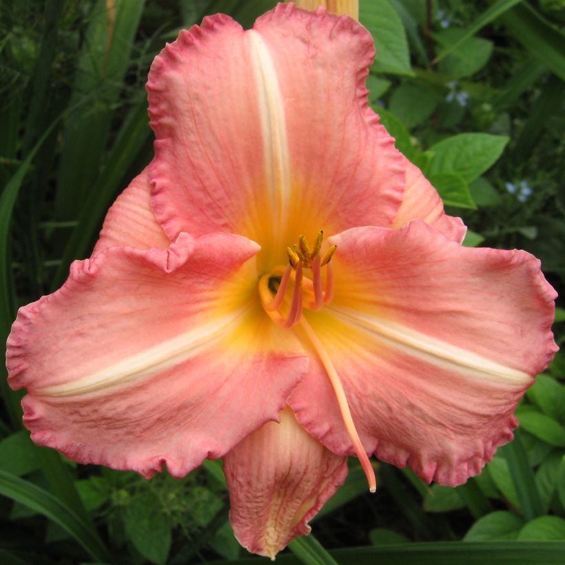 Hemerocallis Botticeli - Emerocallide (Fioritura)