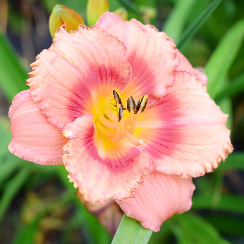 Hemerocallis Broadway Dreamer - Emerocallide (Fioritura)