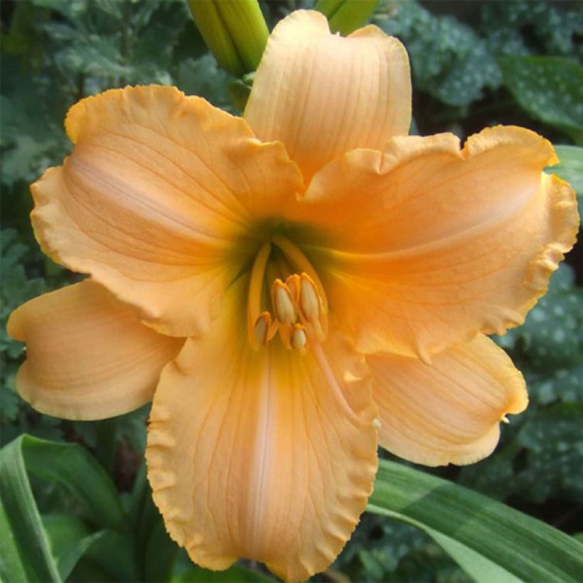 Hemerocallis By Myself - Emerocallide (Flowering)