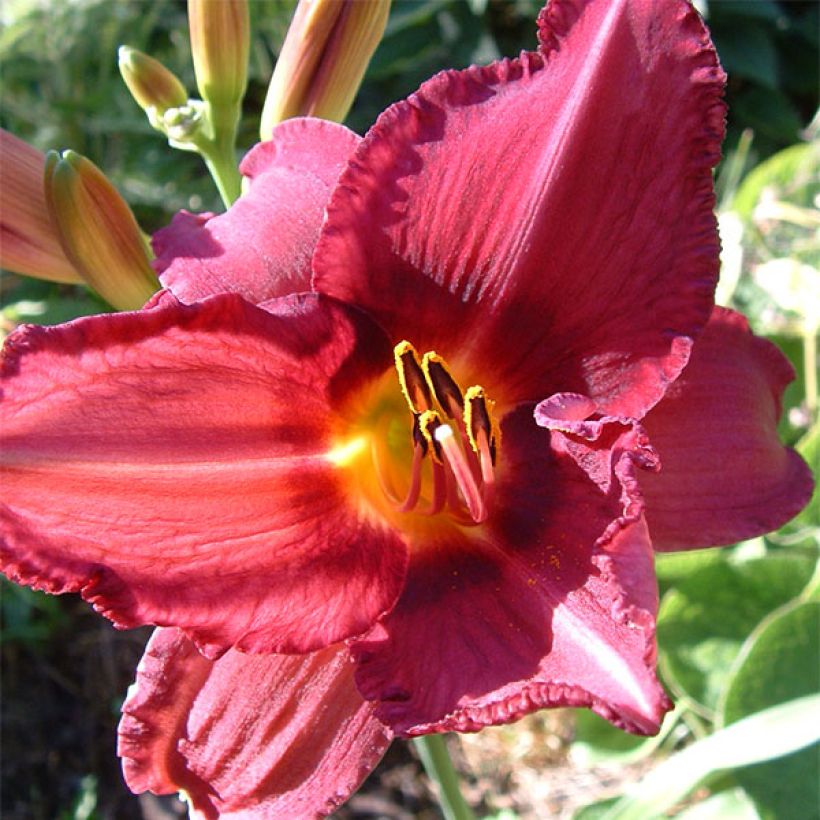 Hemerocallis Bysantine Emperor - Emerocallide (Fioritura)