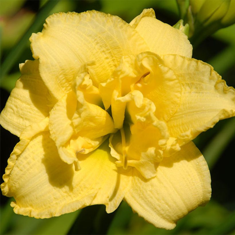 Hemerocallis Cabbage Flower - Emerocallide (Fioritura)