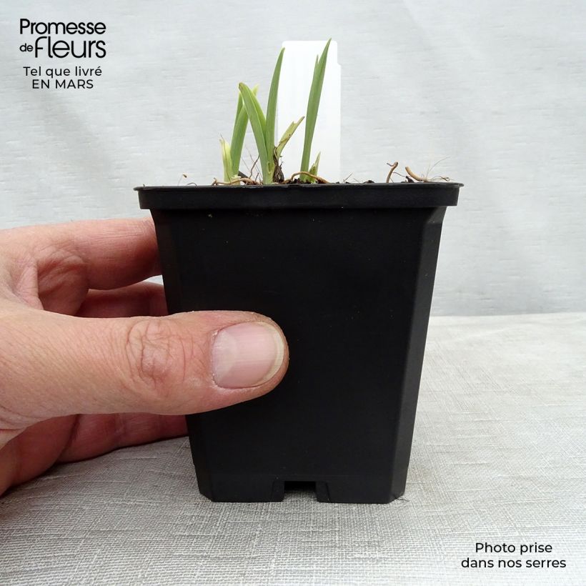 Example of Hemerocallis Catherine Woodbury - Emerocallide Vasetto da 8/9 cm as you get in printemps