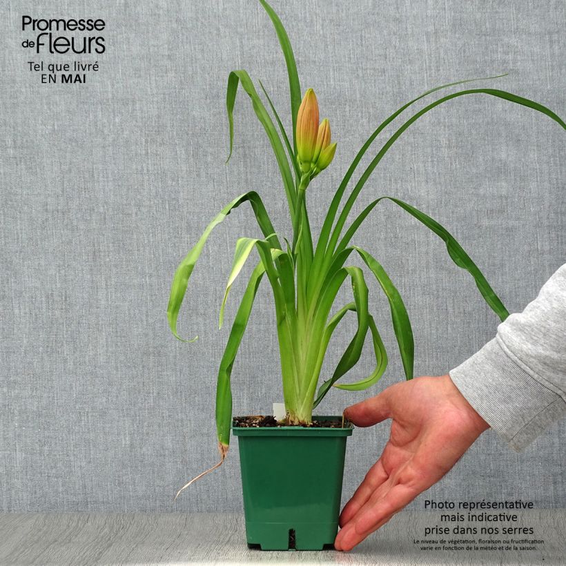 Hemerocallis Charles Johnson - Emerocallide Vaso da 1L/1,5L esemplare consegnato in primavera