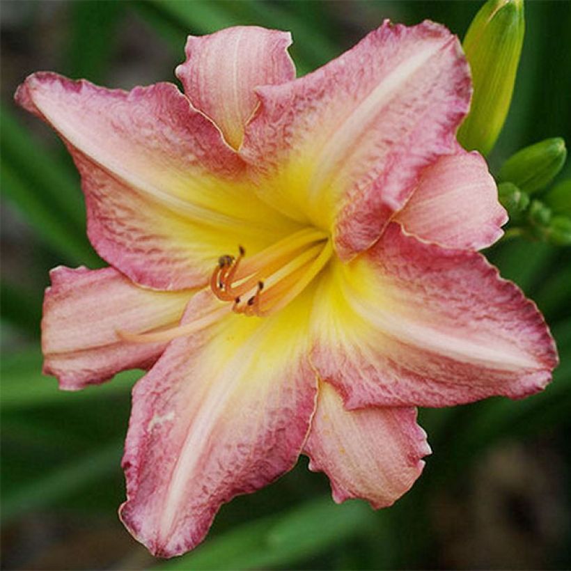 Hemerocallis Chicago Candy Cane - Emerocallide (Fioritura)