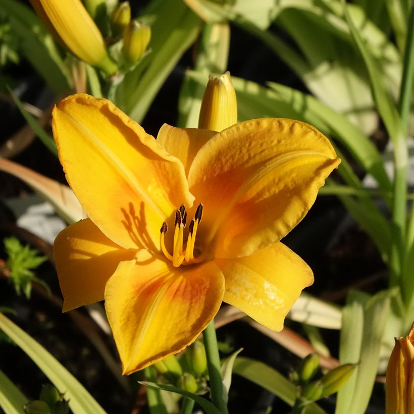 Hemerocallis Chicago Sunrise - Emerocallide (Fioritura)