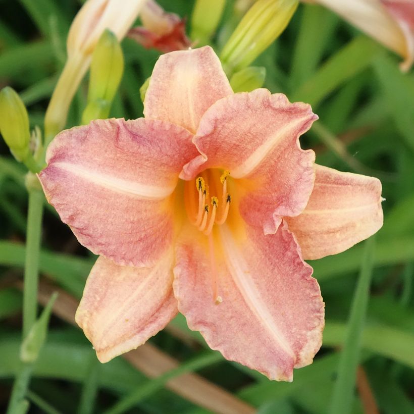 Hemerocallis Children's Festival - Emerocallide (Fioritura)