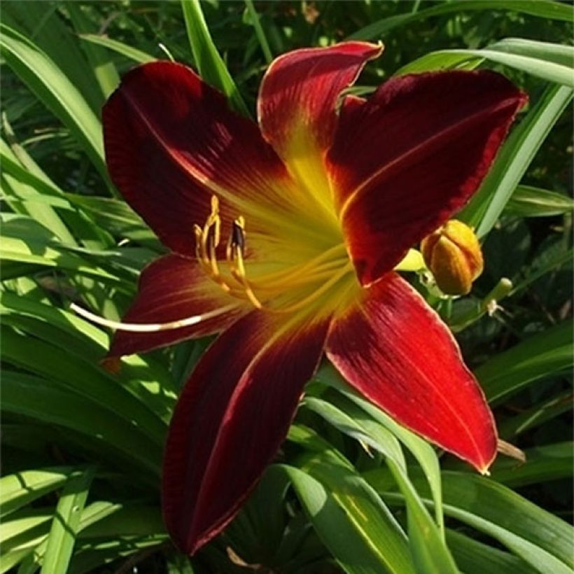 Hemerocallis Chipper Cherry - Emerocallide (Fioritura)