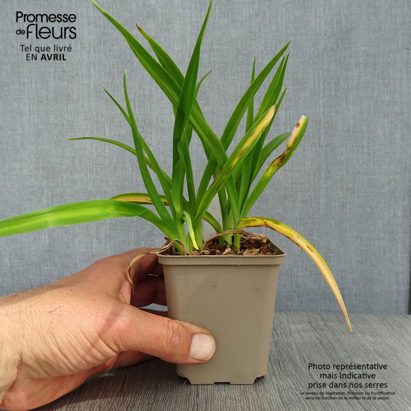 Hemerocallis Chocolate Candy - Emerocallide Vasetto da 8/9 cm esemplare consegnato in primavera