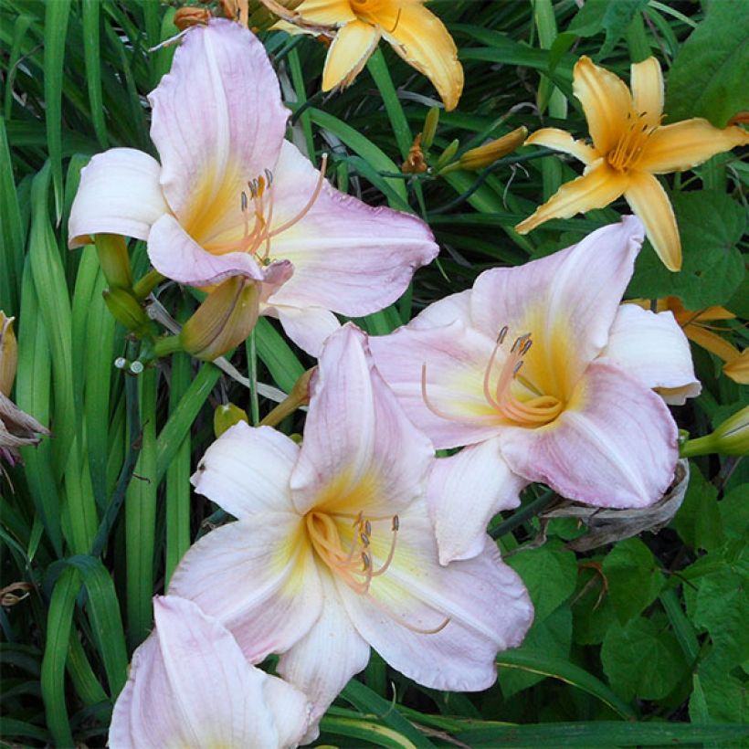 Hemerocallis Cloverdale - Emerocallide (Fioritura)