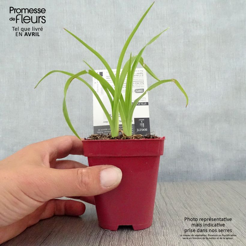 Hemerocallis Crimson Glory - Emerocallide Vasetto da 8/9 cm esemplare consegnato in primavera