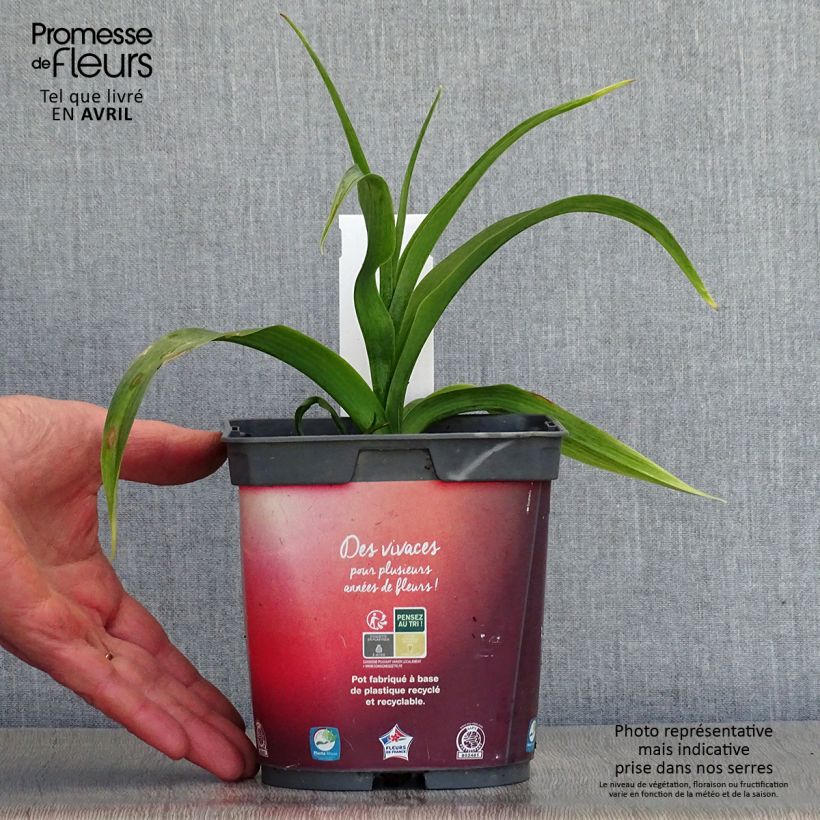 Hemerocallis Crimson Pirate - Emerocallide Vaso da 2L/3L esemplare consegnato in primavera