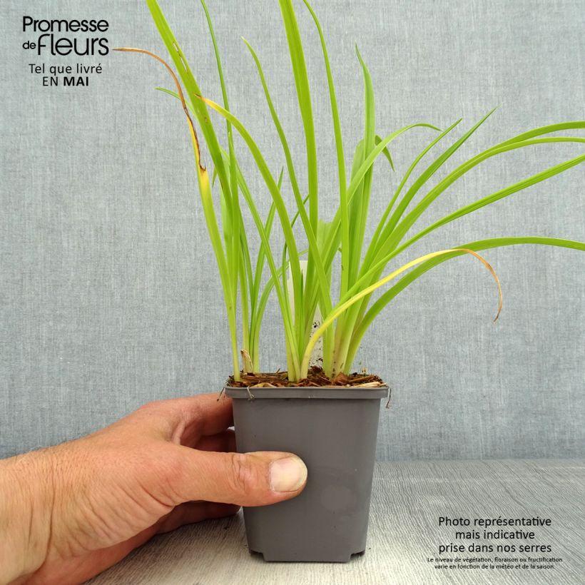 Hemerocallis Custard Candy - Emerocallide Vasetto da 8/9 cm esemplare consegnato in primavera