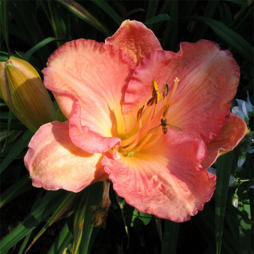 Hemerocallis Dancing Shiva - Emerocallide (Fioritura)