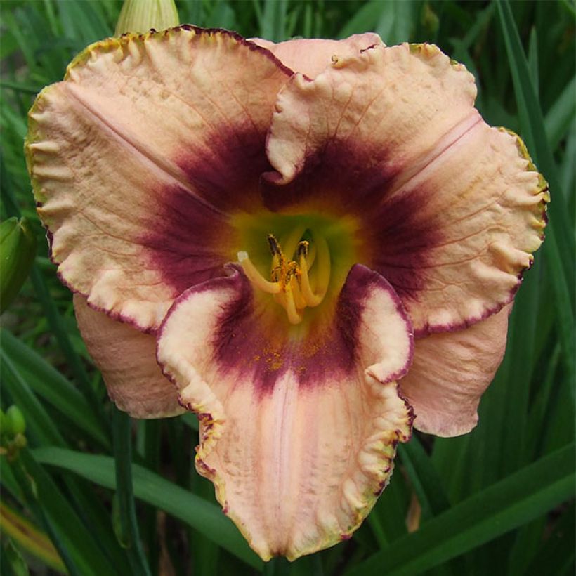 Hemerocallis Daring Dilemma - Emerocallide (Flowering)