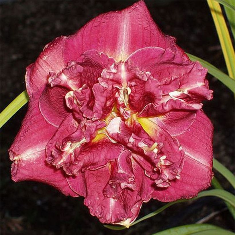 Hemerocallis Desdemona - Emerocallide (Fioritura)