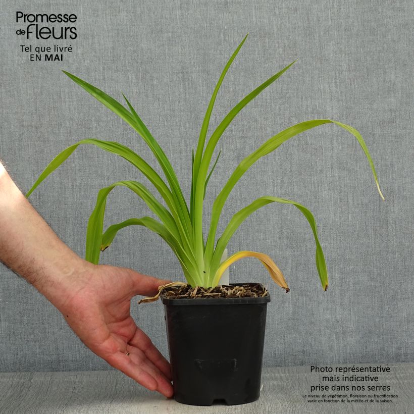 Example of Hemerocallis Destined to See - Emerocallide Vaso da 1L/1,5L as you get in printemps