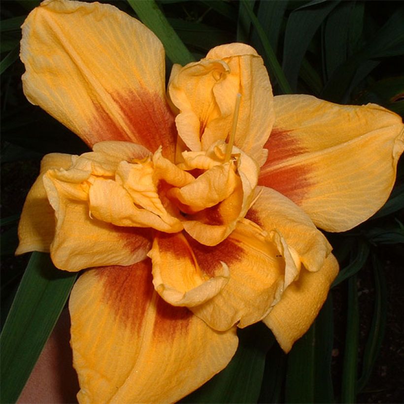 Hemerocallis Double Bold one - Emerocallide (Fioritura)